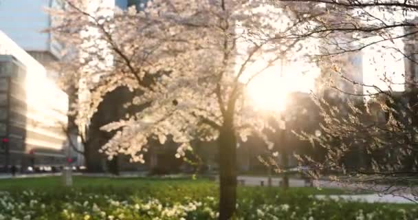 Весна у великому місті. Величезна будівля і захід сонця, зелений і квітучий — стокове відео