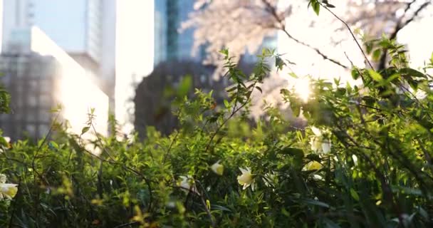 Våren i storstaden. Enorm byggnad och solnedgång, grön och blommar — Stockvideo