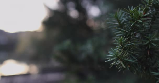 Green Trees Against Dusty Sky — стоковое видео