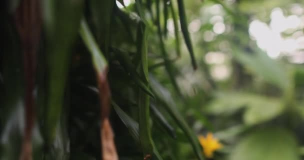 In een glazen huis in de zomer — Stockvideo