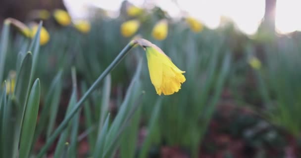 Gele bloemen en mooie bokeh lente zonsondergang — Stockvideo
