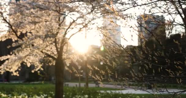 De lente in de grote stad. Enorme gebouw en zonsondergang, groen en bloei — Stockvideo