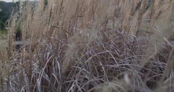 Torr gräs slow motion solnedgång — Stockvideo