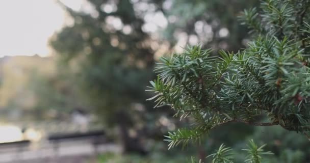 Alberi verdi contro cielo polveroso — Video Stock