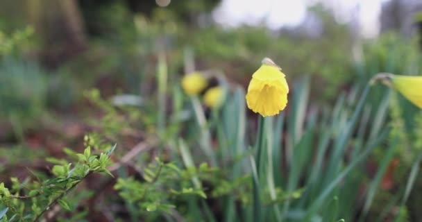 Fleurs jaunes et beau coucher de soleil de printemps bokeh  