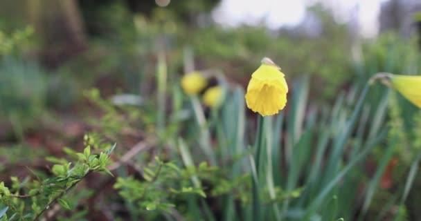 Sárga virágok és szép bokeh tavaszi naplemente — Stock videók