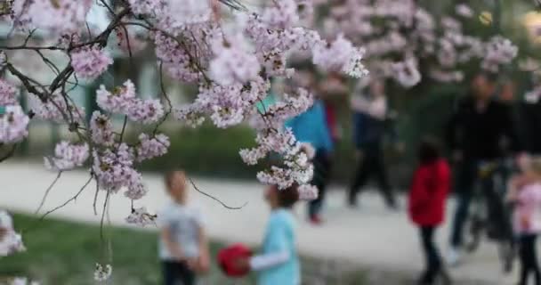 Primavera nella grande città. Edificio enorme e tramonto, verde e fioritura — Video Stock