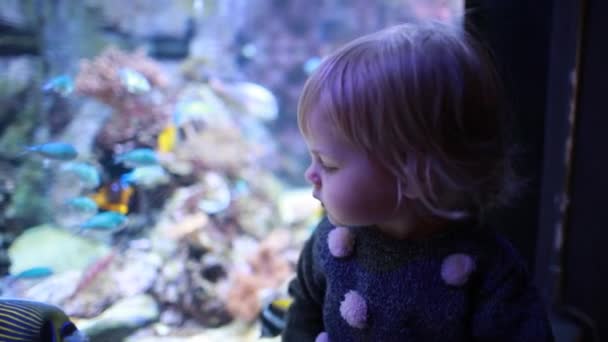 Een klein meisje bij het aquarium — Stockvideo