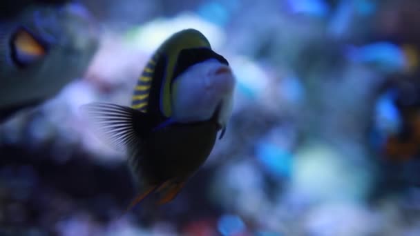 Egzotikus halak úsznak egy nagy akváriumban — Stock videók