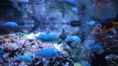 Egzotik balıklar büyük bir akvaryumda yüzerler. 