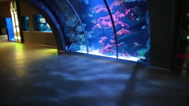 Внутри аквариума возле стекла — стоковое видео