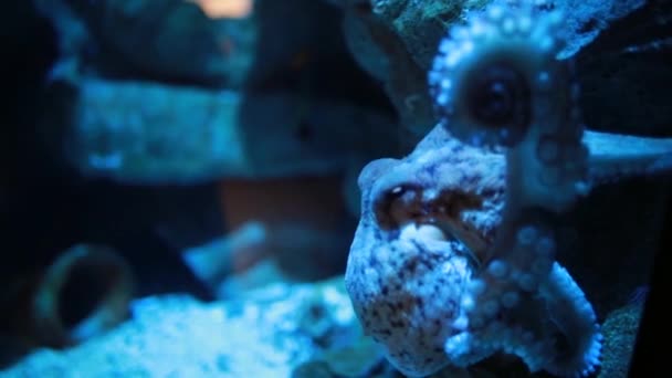 Close-up van het zeedier in het aquarium blikken en knippert — Stockvideo