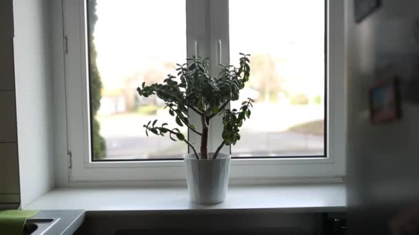 Pokojová květina šťavnatá v bílém květináči na parapetu v místnosti s oknem — Stock video