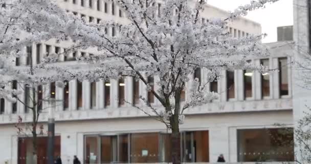 Árboles blancos florecientes en una ciudad moderna — Vídeo de stock