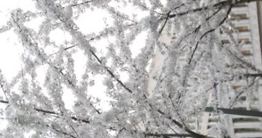 Şehirdeki kiraz çiçekleri kameranın çektiği binaların arasında.