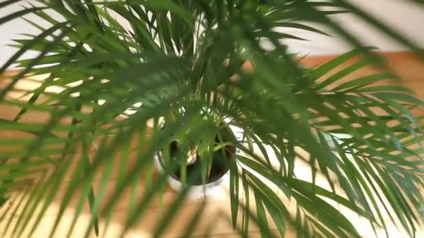 Palm träd i en blomkruka i solljus — Stockvideo