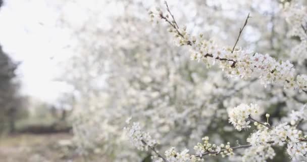 Κοντινό πλάνο ενός κλαδιού από άνθη κερασιάς στον ανοιξιάτικο οπωρώνα — Αρχείο Βίντεο