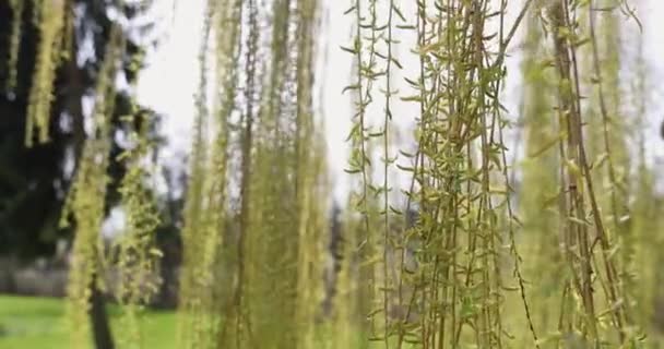 Ramos de árvores verdes no parque de primavera são influenciados pelo vento — Vídeo de Stock