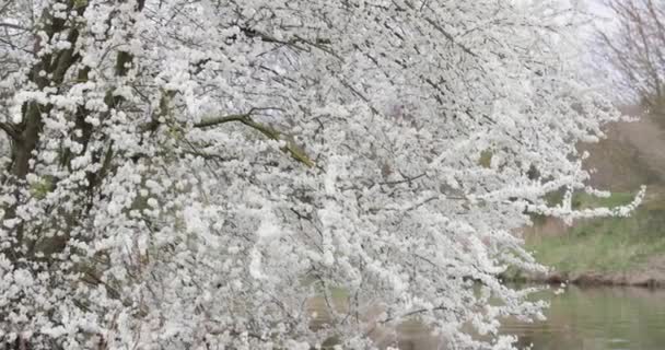 Белоснежные ветви вишни над прудом в городском парке весной — стоковое видео