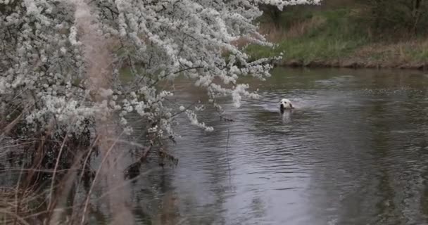 Vit hund simmar över en damm i en park till stranden med blommande vilda körsbär — Stockvideo