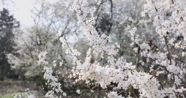 O vento balança um ramo de cerejas em belas flores brancas no jardim da primavera — Vídeo de Stock