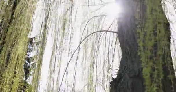 Le tronc de l'arbre à partir duquel les longues branches vertes pendent dans le parc de printemps — Video