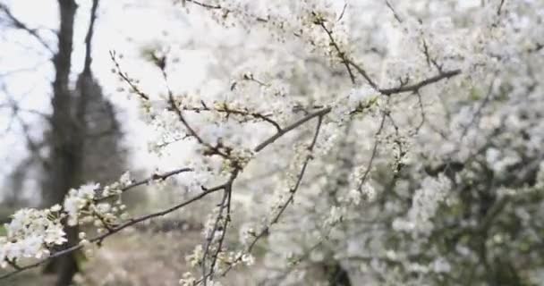 L'abeille vole et s'assoit sur les fleurs de cerisier dans le jardin au printemps — Video