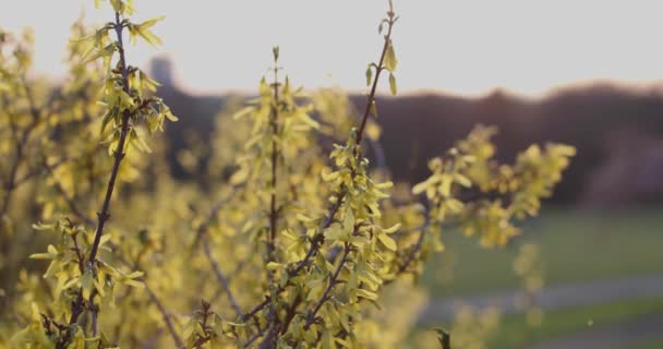Close-up de folhagem de árvore na primavera no parque contra o céu sem nuvens — Vídeo de Stock