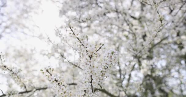 Όμορφα κλαδιά κερασιών καλυμμένα με πολλά λευκά λουλούδια — Αρχείο Βίντεο