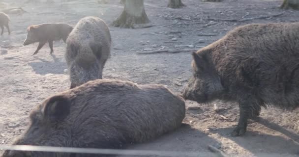 Wildschweinfamilie in natürlicher Umgebung im Wald — Stockvideo