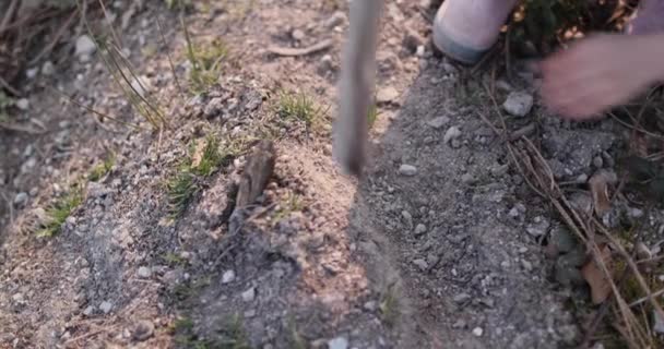 Un niño pequeño recoge un montón de tierra gris y seca en el bosque con un palo — Vídeos de Stock