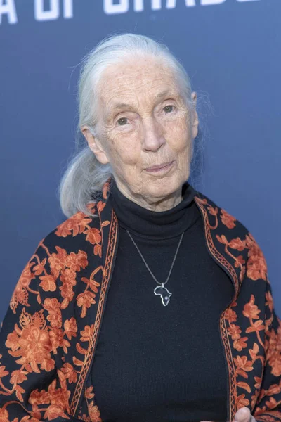 Dra Jane Goodall Asiste Estreno Sea Shadows National Geographic Neuhouse —  Fotos de Stock