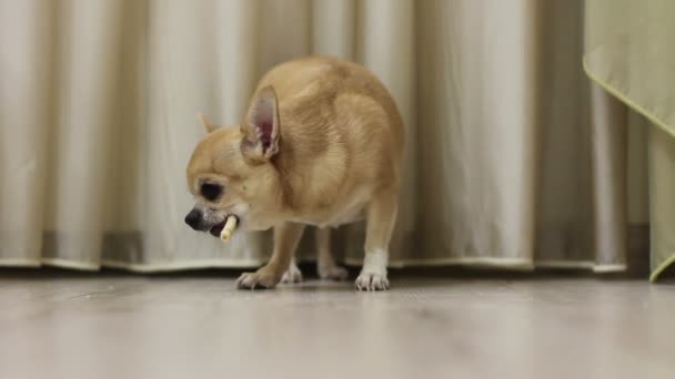 Chihuahua eszik csont közelében függöny