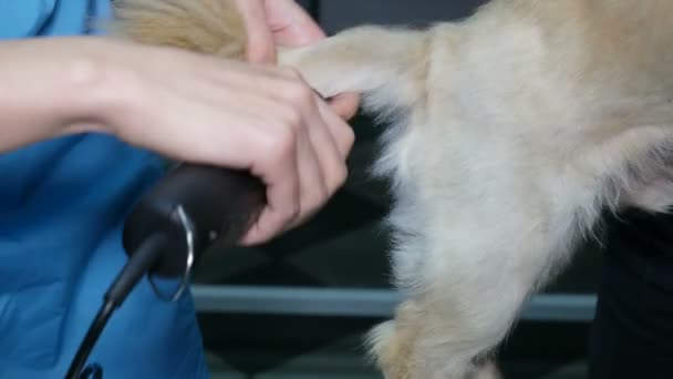 Fryzura Ogon Pies Shih Tzu Wideo Stockowe Sshtrikul 185447380