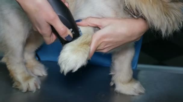 Fryzura Z Nóg Shih Tzu Wideo Stockowe Sshtrikul 185448010