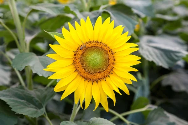 Sunflower Field Hawaii — Stock Photo, Image