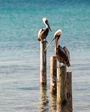 Renkli detaylı Pelikan kazıklara üzerinde oturan
