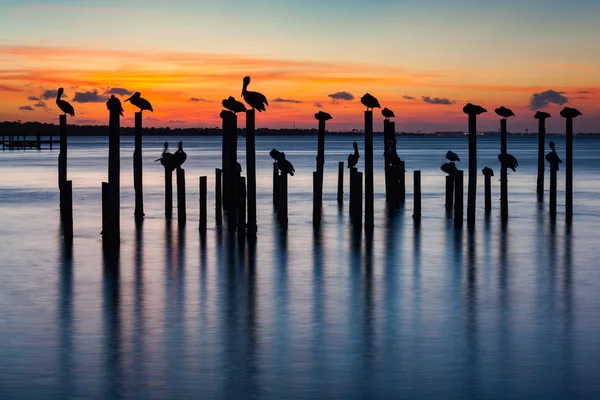 Pelikan ve gün batımı siluetleri kazık İskelesi — Stok fotoğraf