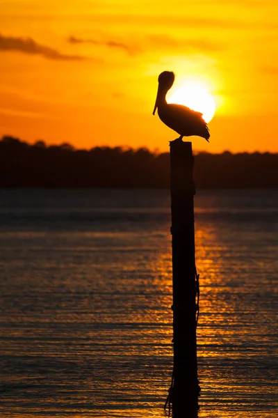 Pelikan siluet gün batımında — Stok fotoğraf