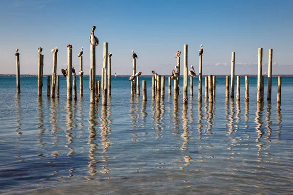 Eski kazıklara dinlenme Pelikan — Stok fotoğraf