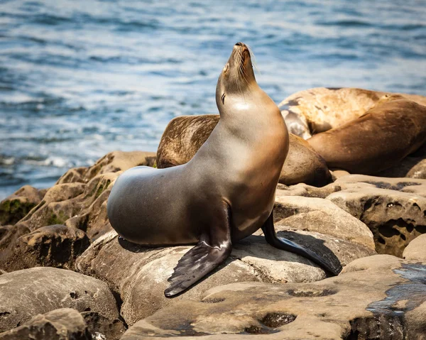 California Seal Lion porträtt Stockbild