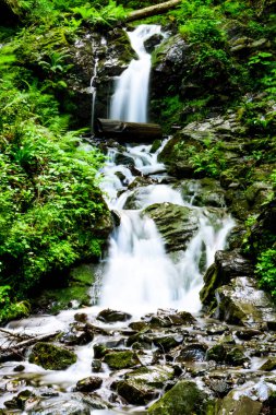 Bir dağ ormandaki güzel şelale