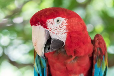 Kırmızı papağan kuş portre