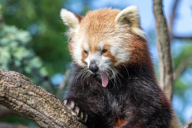 Red panda bir ağaçta