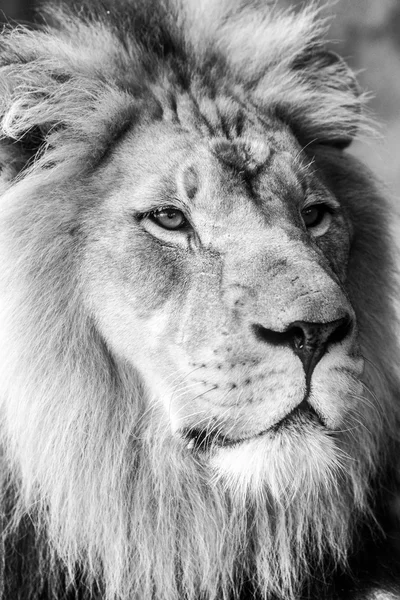 Lion gezicht close-up zijaanzicht — Stockfoto