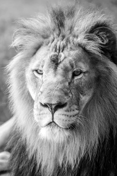 Lion visage Gros plan — Photo