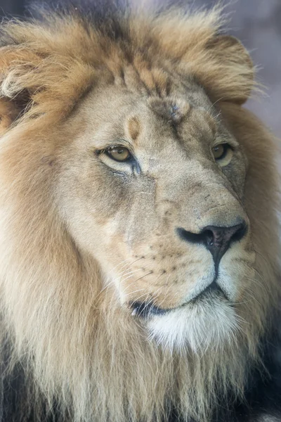 Vista lateral do close-up da cara de leão — Fotografia de Stock