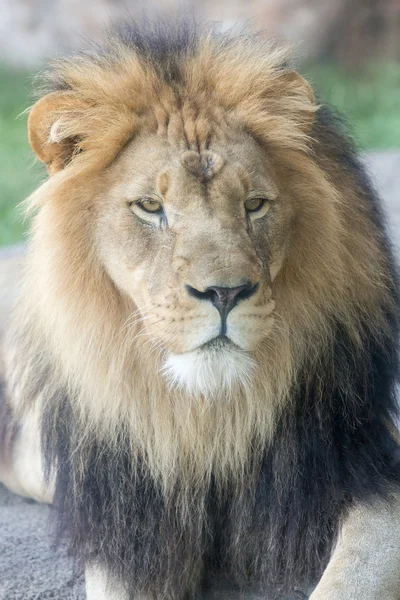 Lion visage Gros plan — Photo