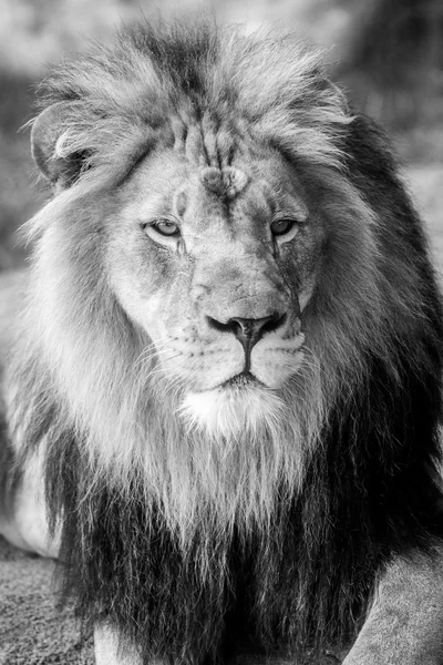 Fechamento do rosto de leão — Fotografia de Stock