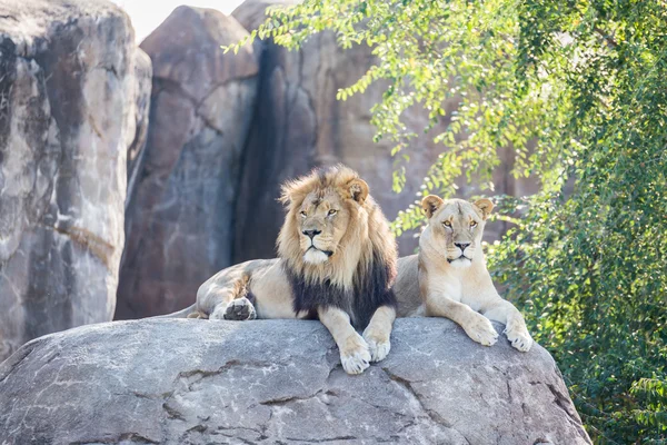 Leões em uma rocha — Fotografia de Stock